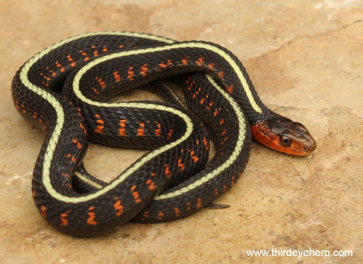 Oregon Red-spotted Garter Snake